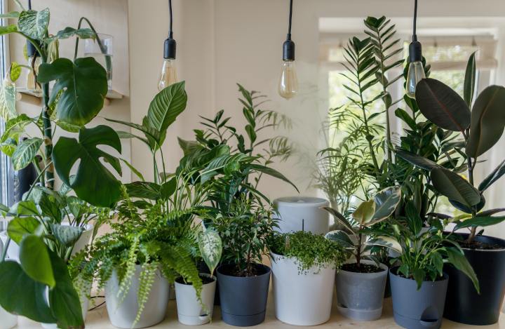 9 Tips on Keeping your Houseplants&nbsp;Alive